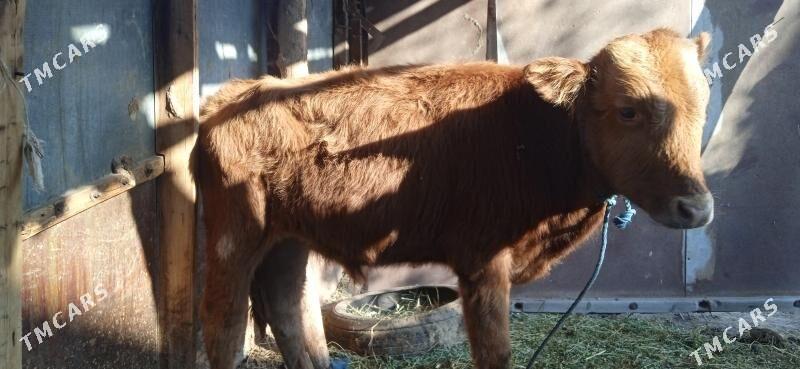 okuz bilen unajyn - Чарджоу - img 6