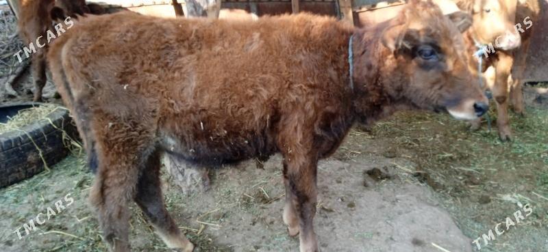 okuz bilen unajyn - Чарджоу - img 4