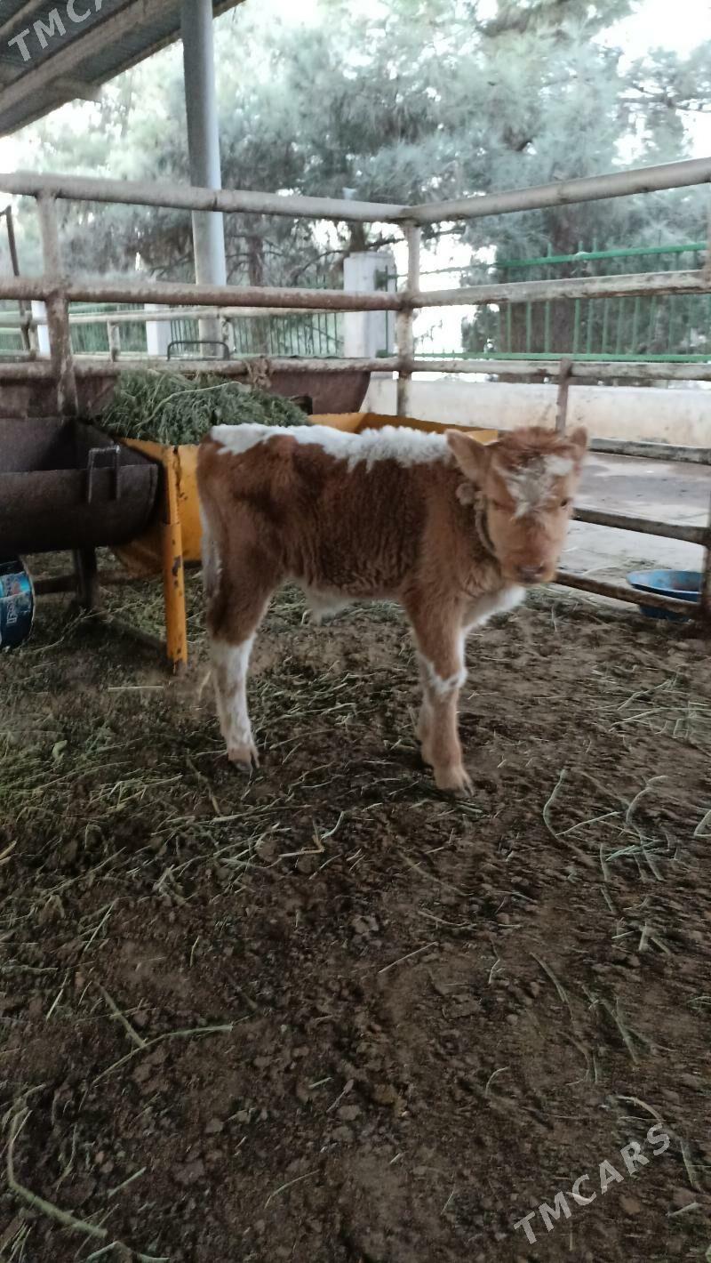 okuzce kici - Бедев - img 2