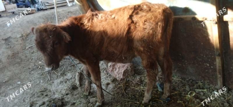 okuz bilen unajyn - Чарджоу - img 8