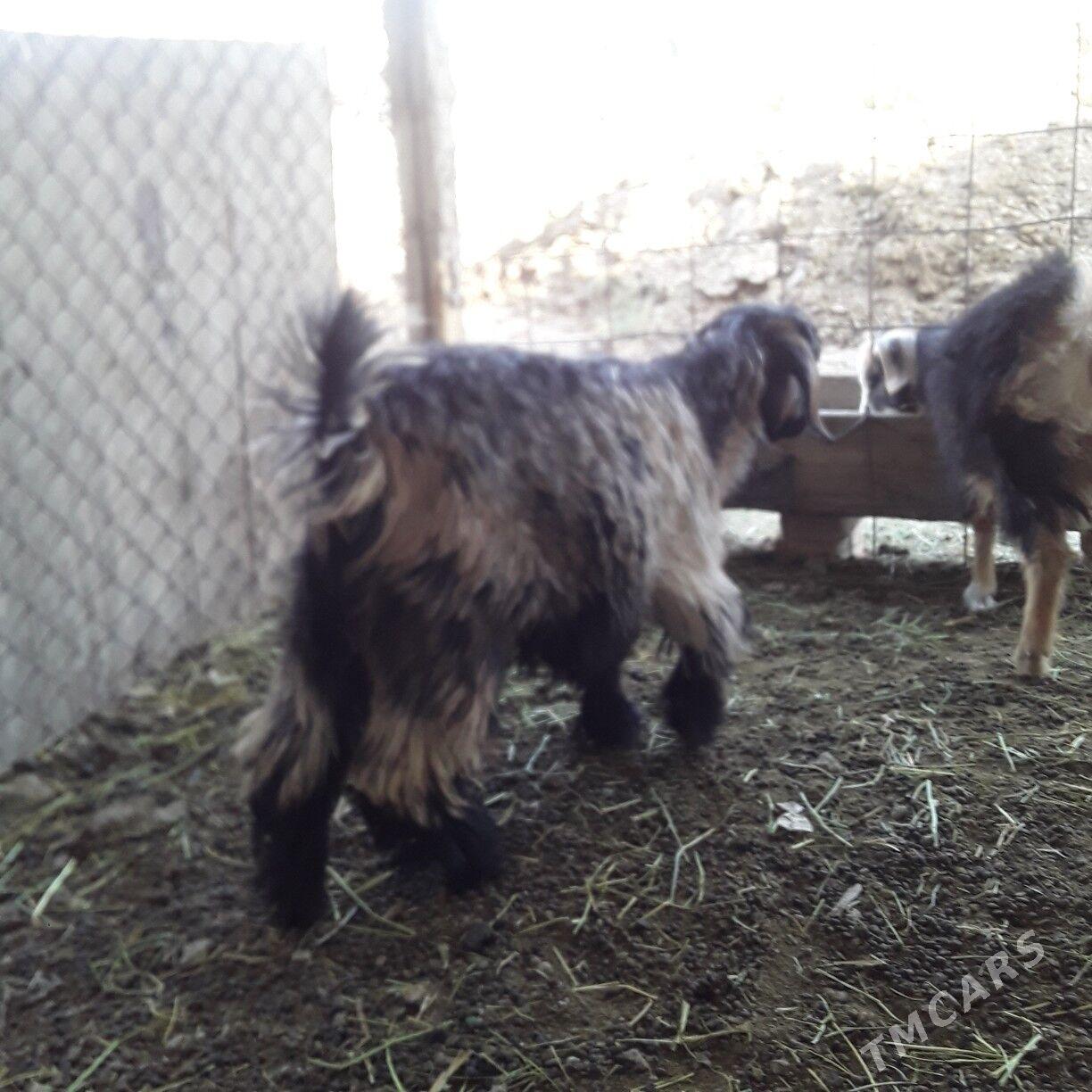 owlak - Бузмеин - img 2