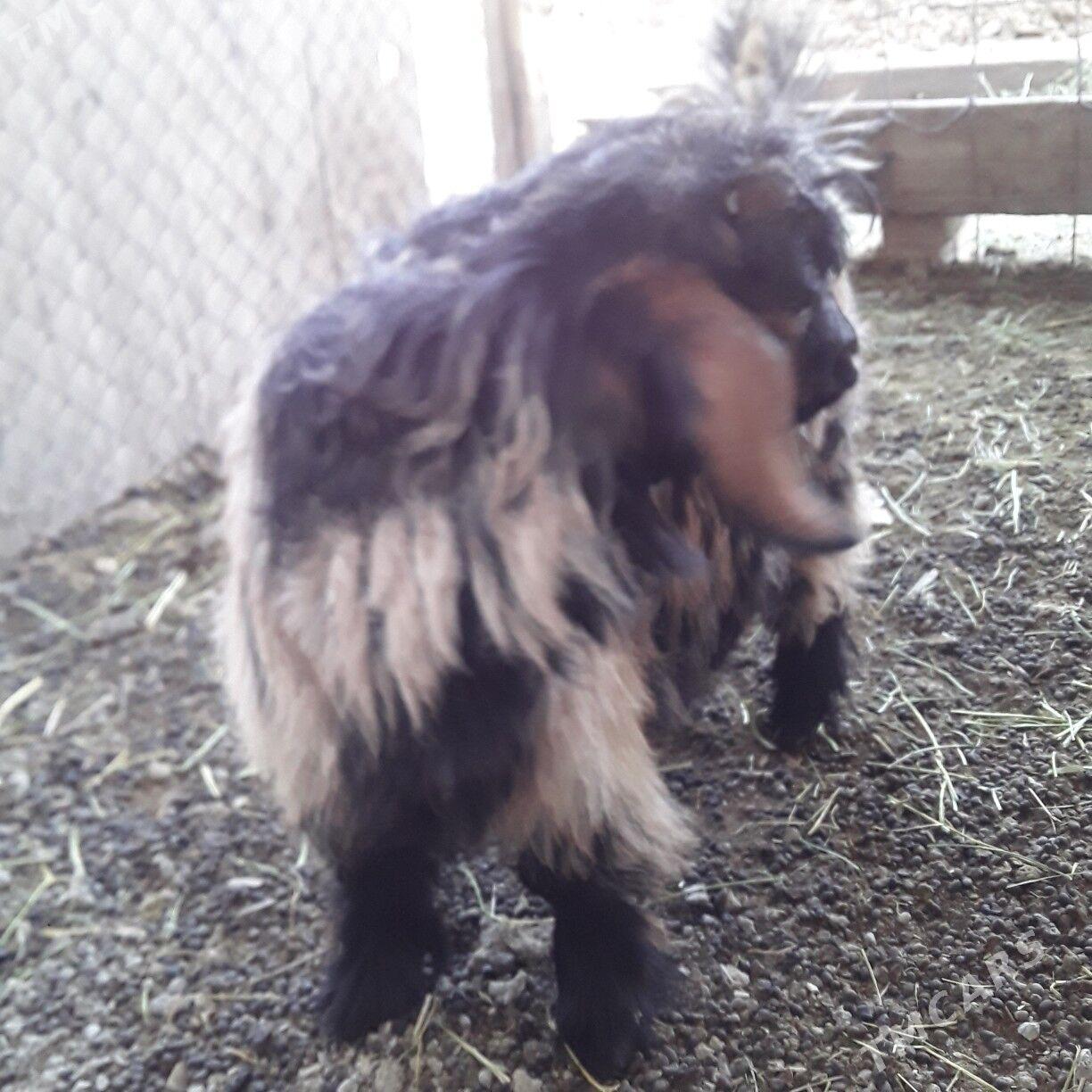 owlak - Бузмеин - img 3