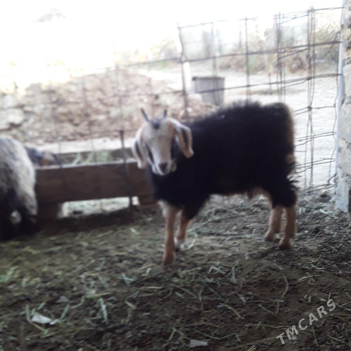 owlak - Бузмеин - img 5