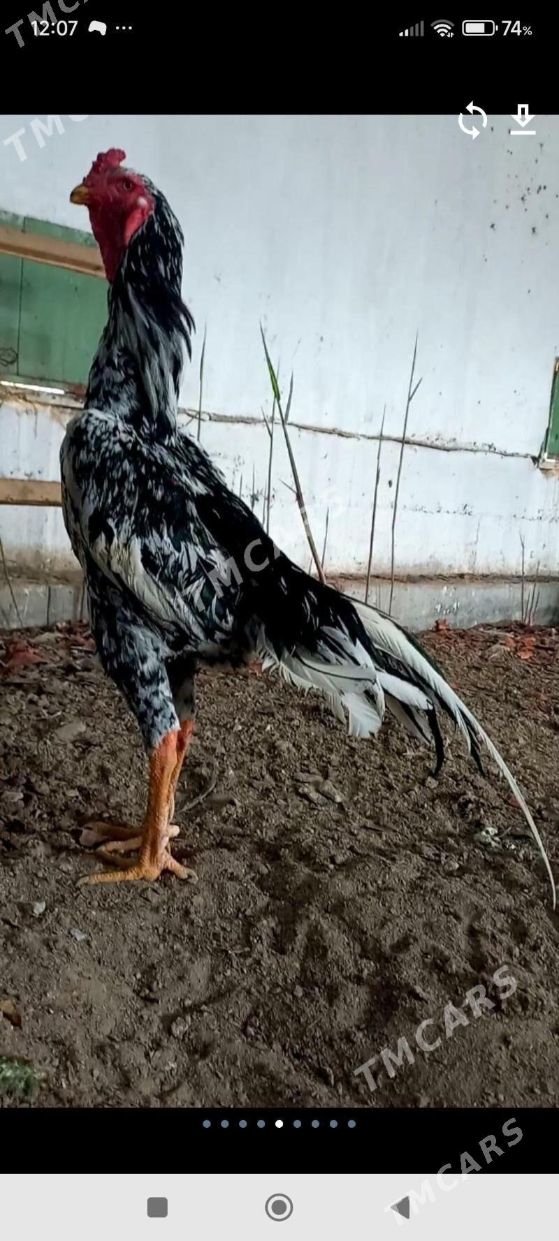 Герман Шамо&ТовукПери - Türkmenabat - img 3