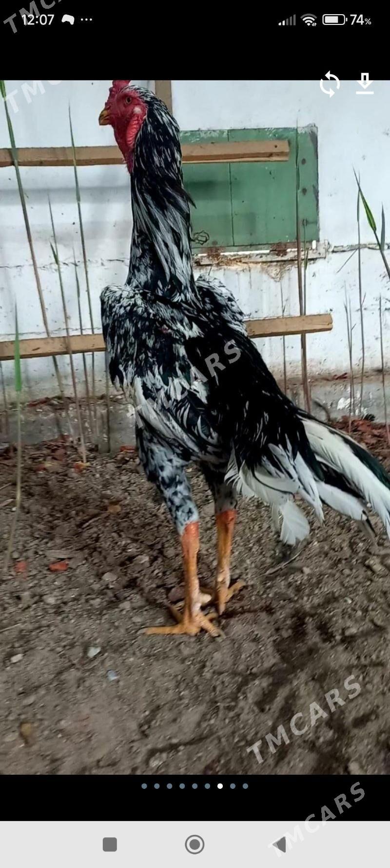 Герман Шамо&ТовукПери - Türkmenabat - img 2