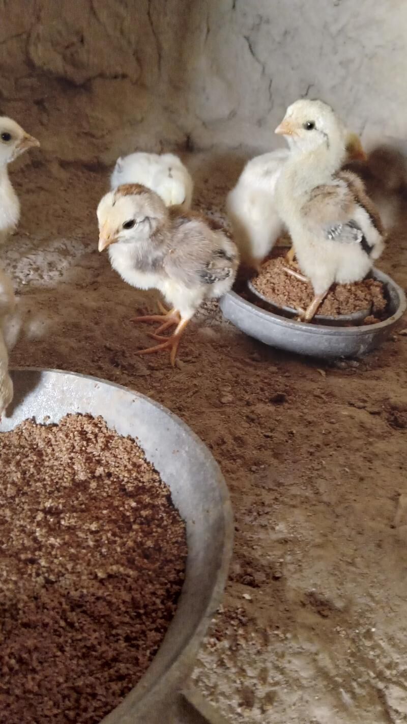 BAYES JUJE - Murgap - img 2