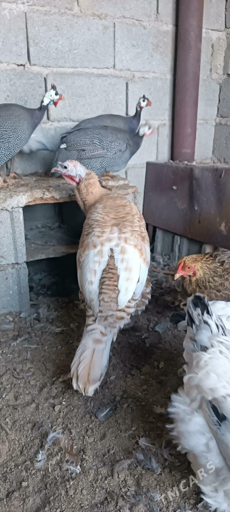 induk - Чоганлы - img 3