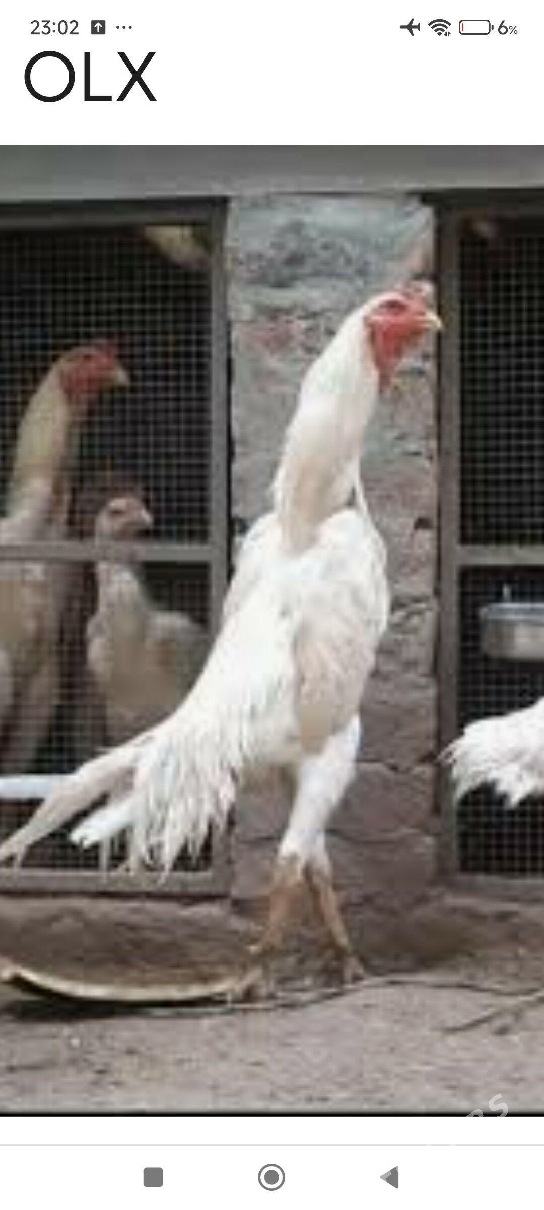 Герман Шамо&ТовукПери - Türkmenabat - img 4