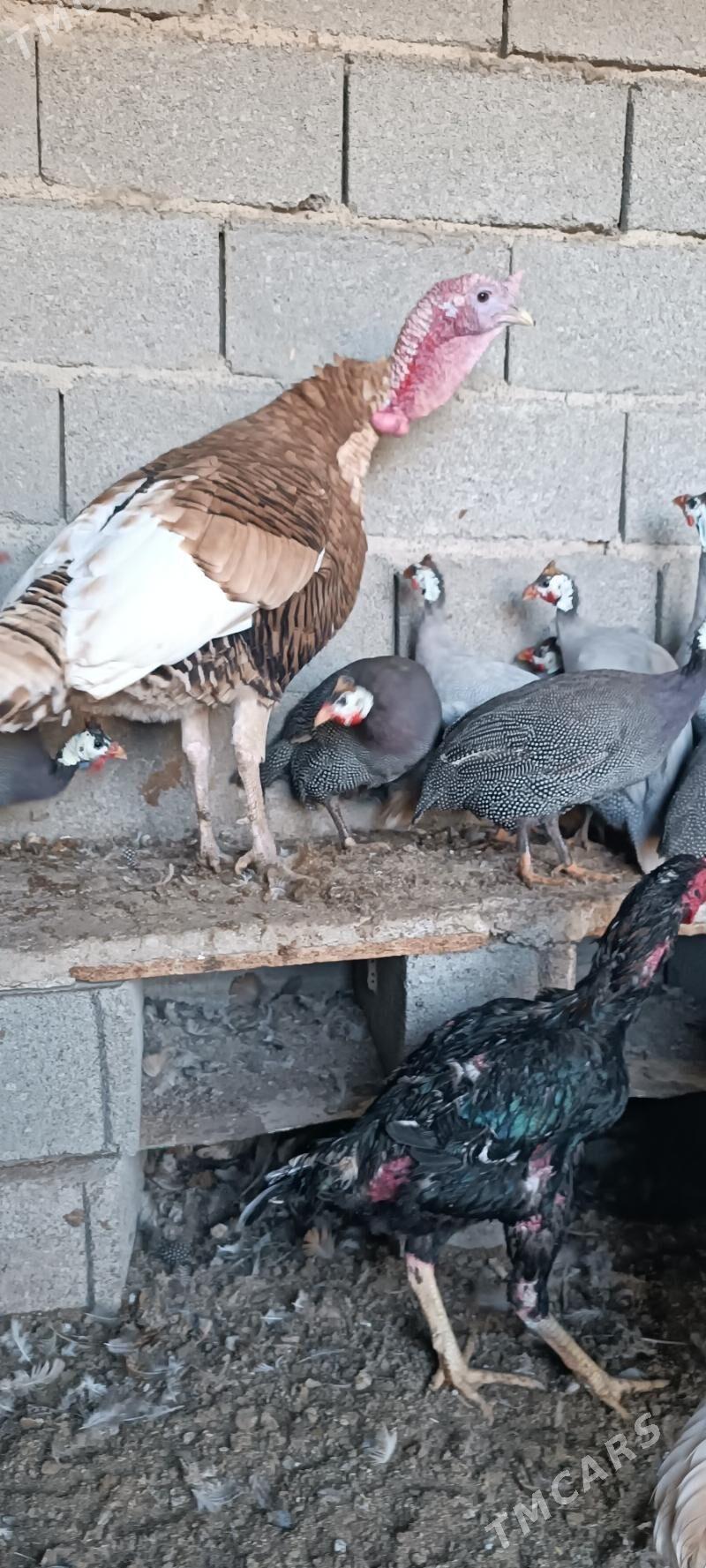 induk - Чоганлы - img 2