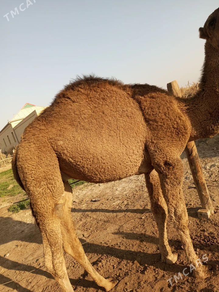 duve - Sakarçäge - img 4