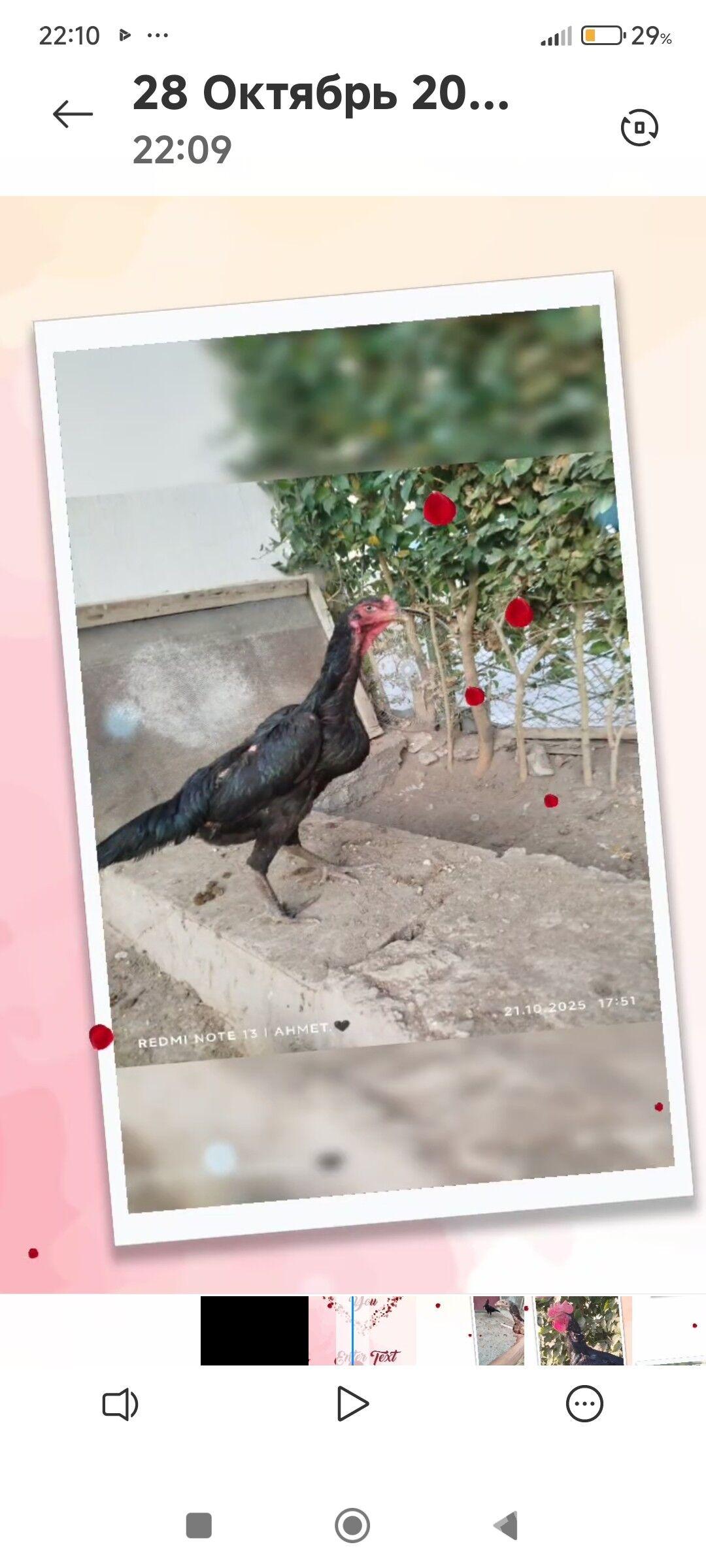 Герман Шамо&ТовукПери - Türkmenabat - img 6