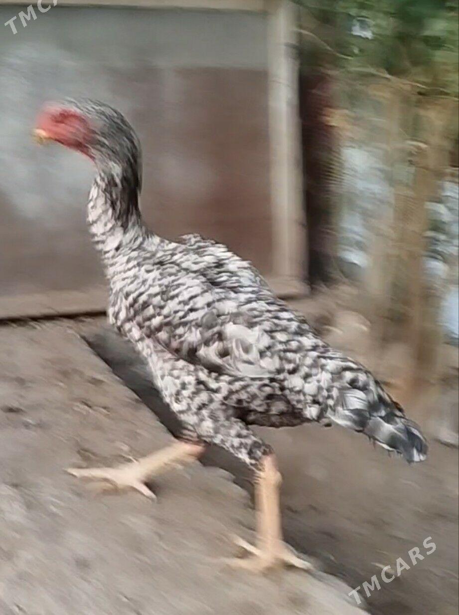 Герман Шамо&ТовукПери - Türkmenabat - img 7