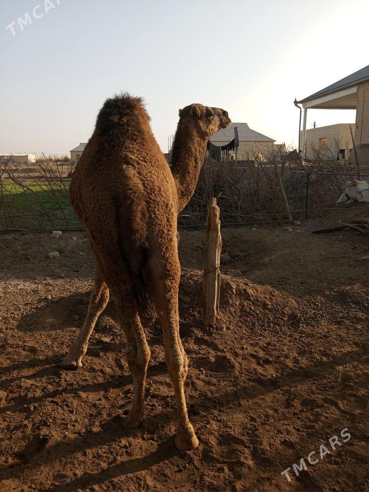 duve - Sakarçäge - img 2