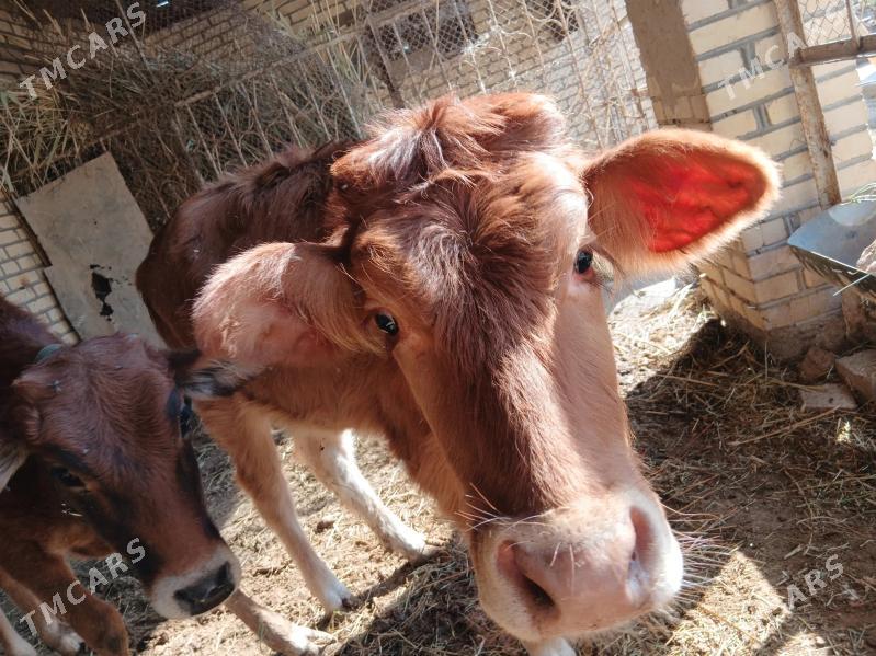 goleler - Мары - img 2