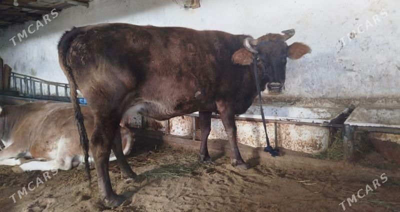 Boğaz sygyr - Hitrowka - img 2