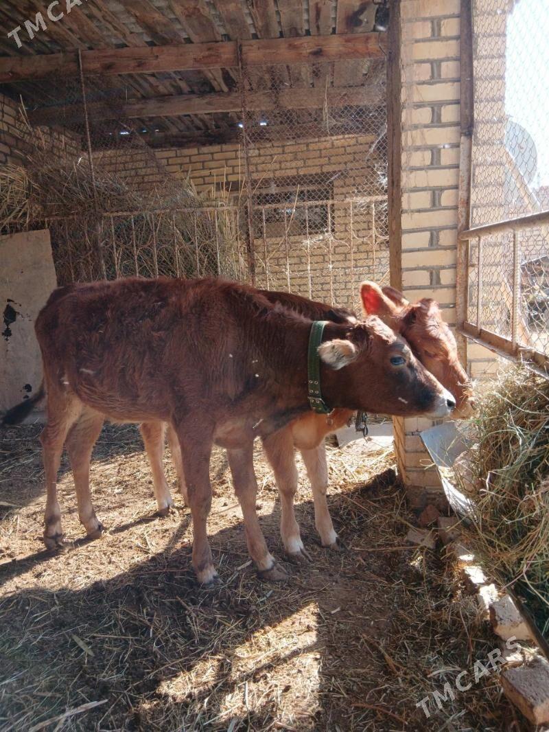 goleler - Мары - img 3