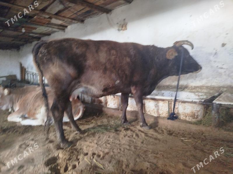 Boğaz sygyr - Hitrowka - img 4