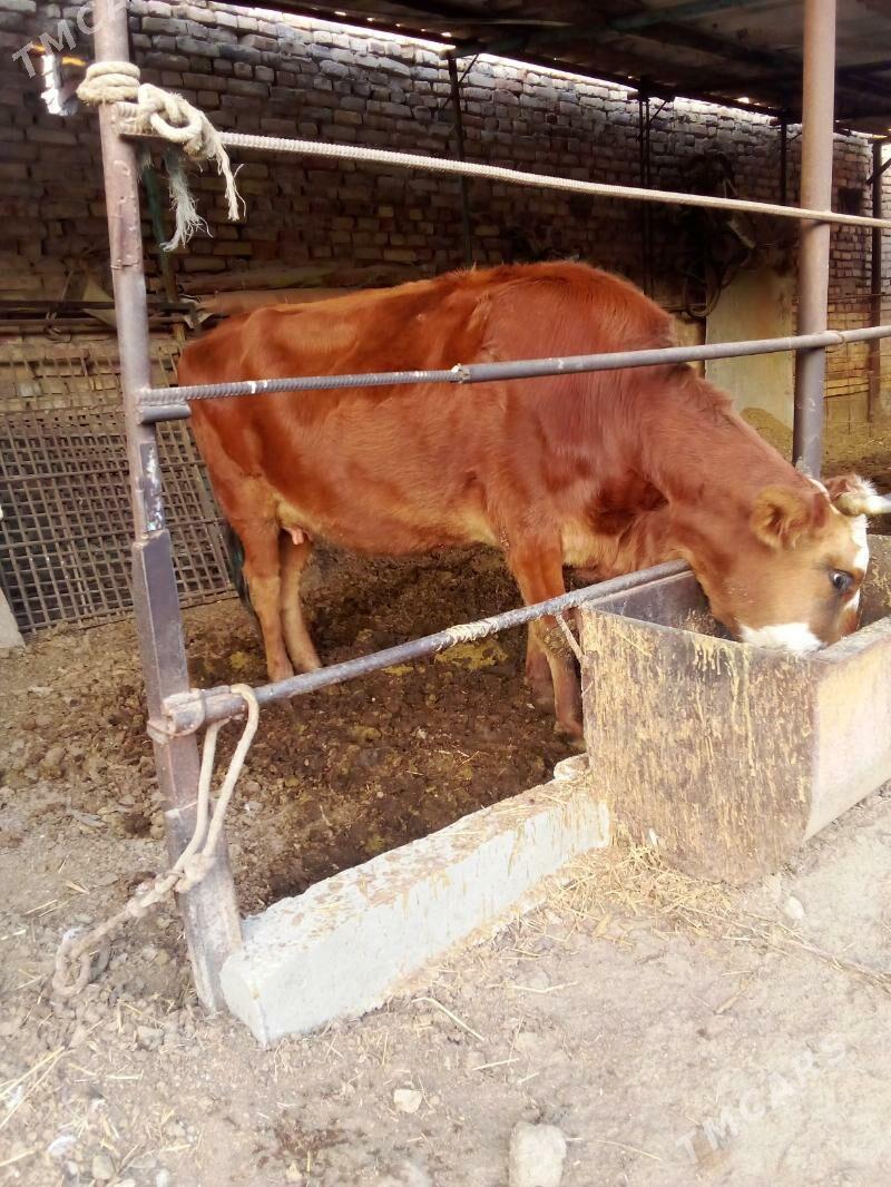 goleli sygyr - Туркменабат - img 2