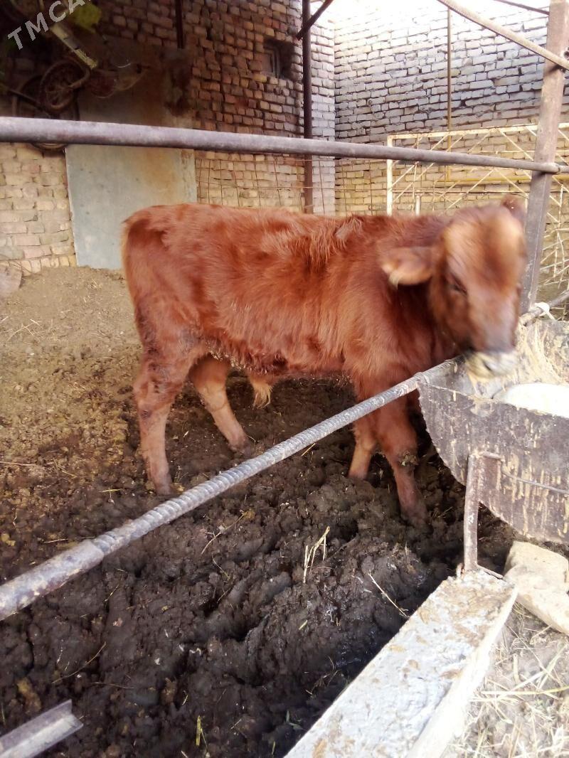 goleli sygyr - Туркменабат - img 4