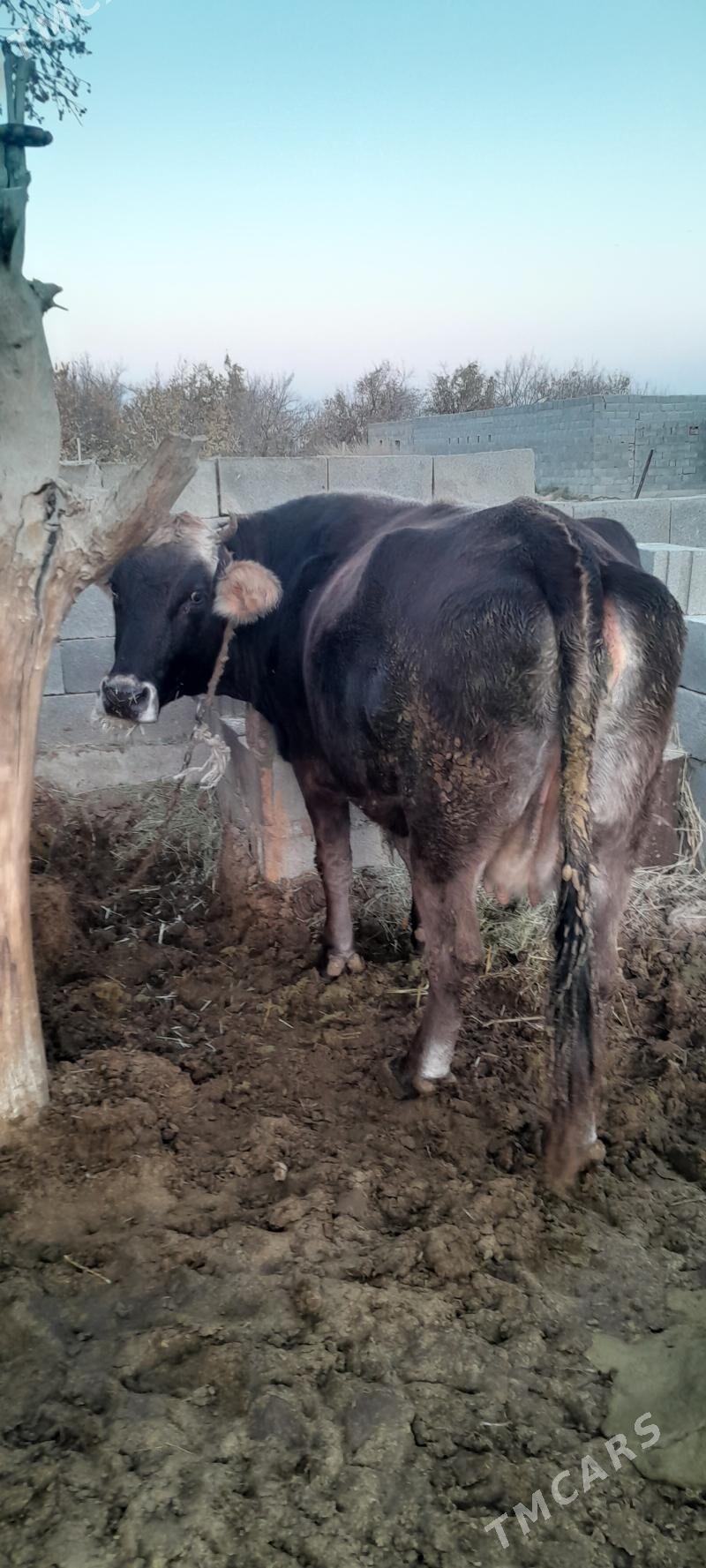 sygyr - Bäherden - img 1