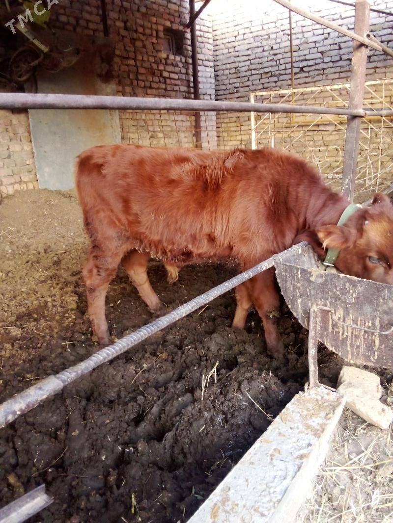 goleli sygyr - Туркменабат - img 3