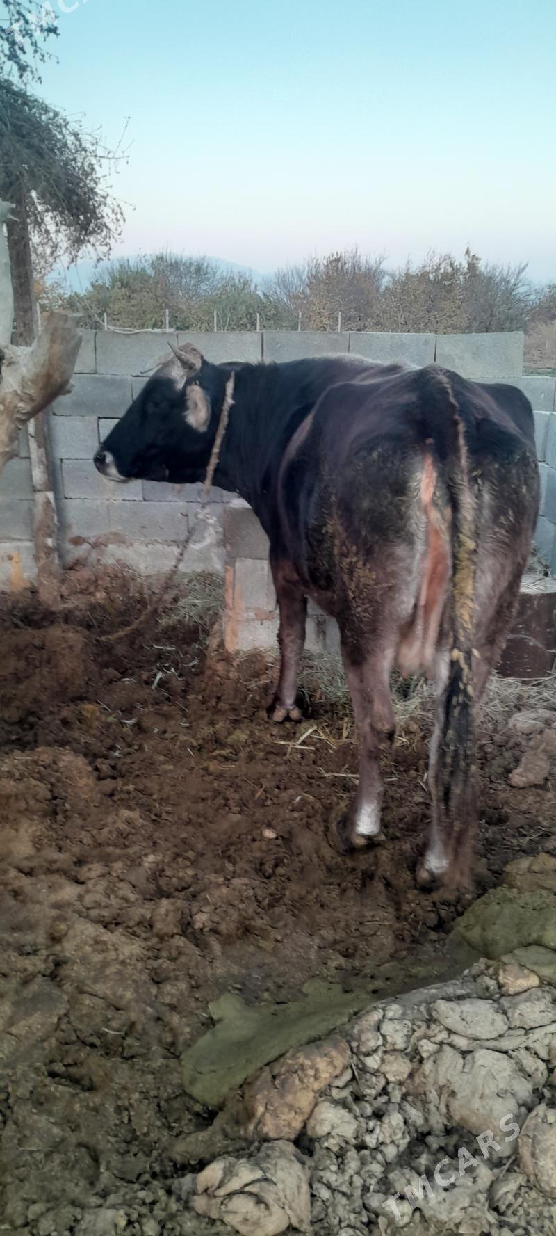 sygyr - Бахарден - img 3