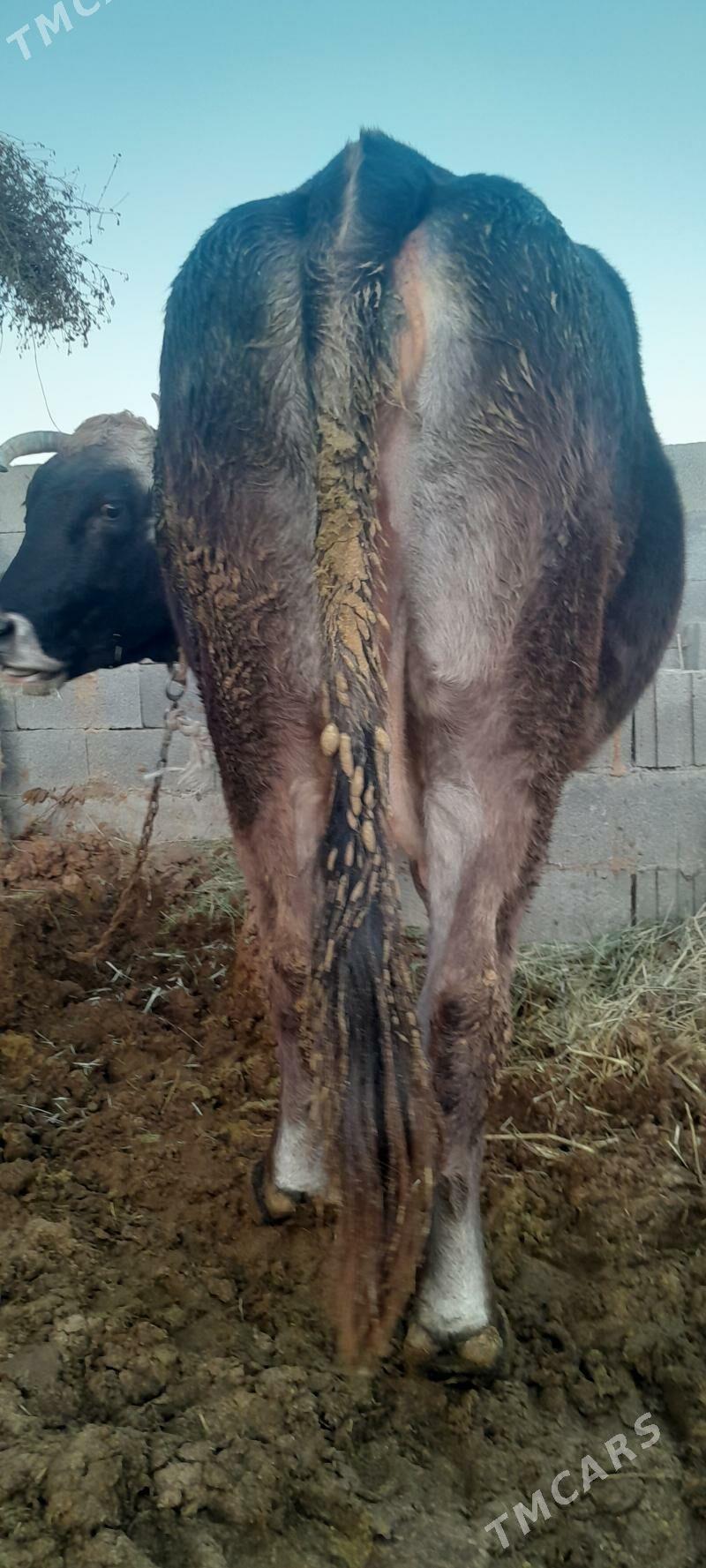 sygyr - Бахарден - img 2