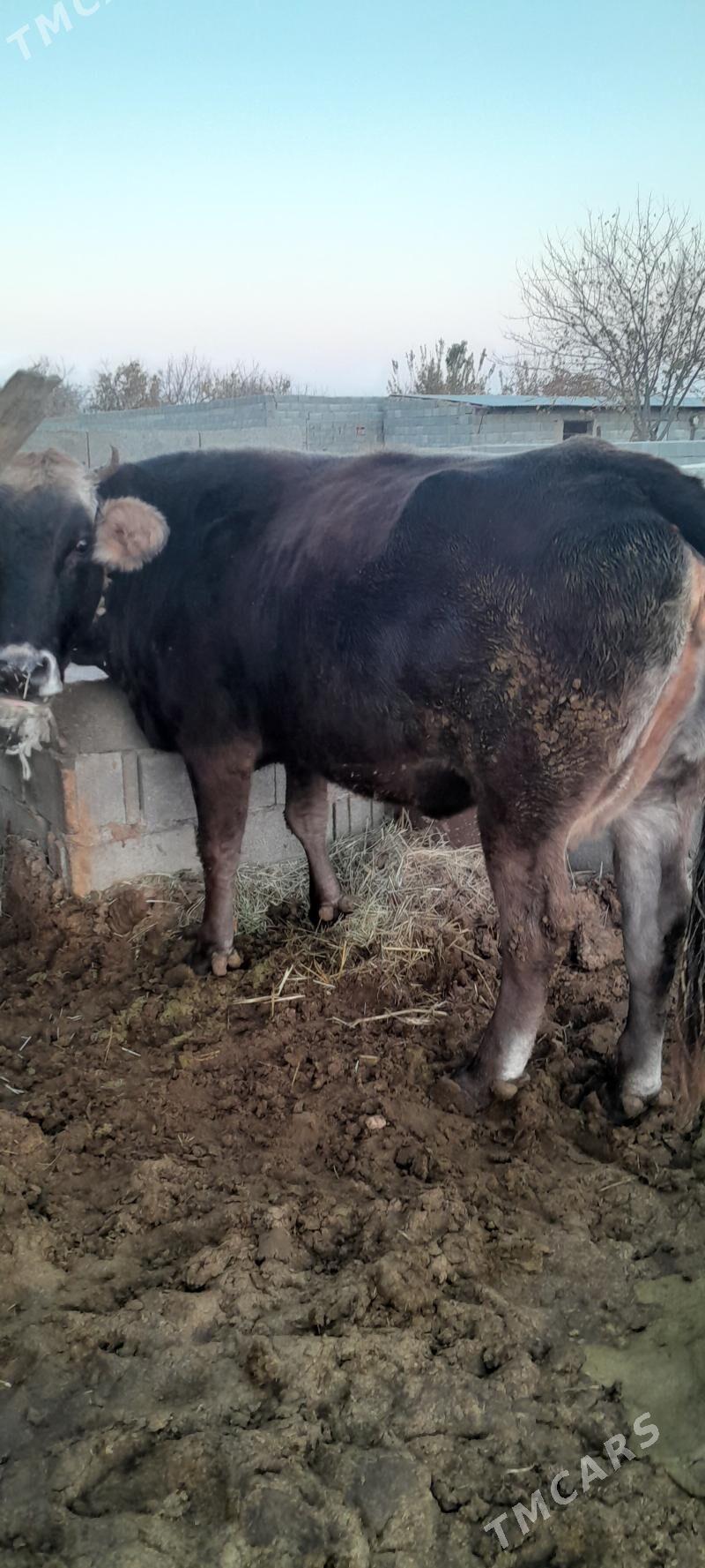 sygyr - Бахарден - img 4