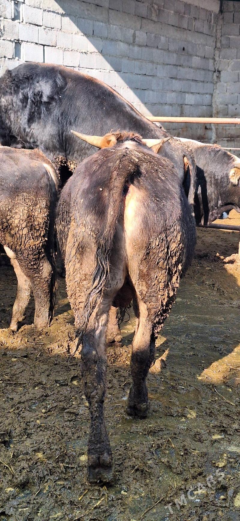 okuz - Бахарден - img 2