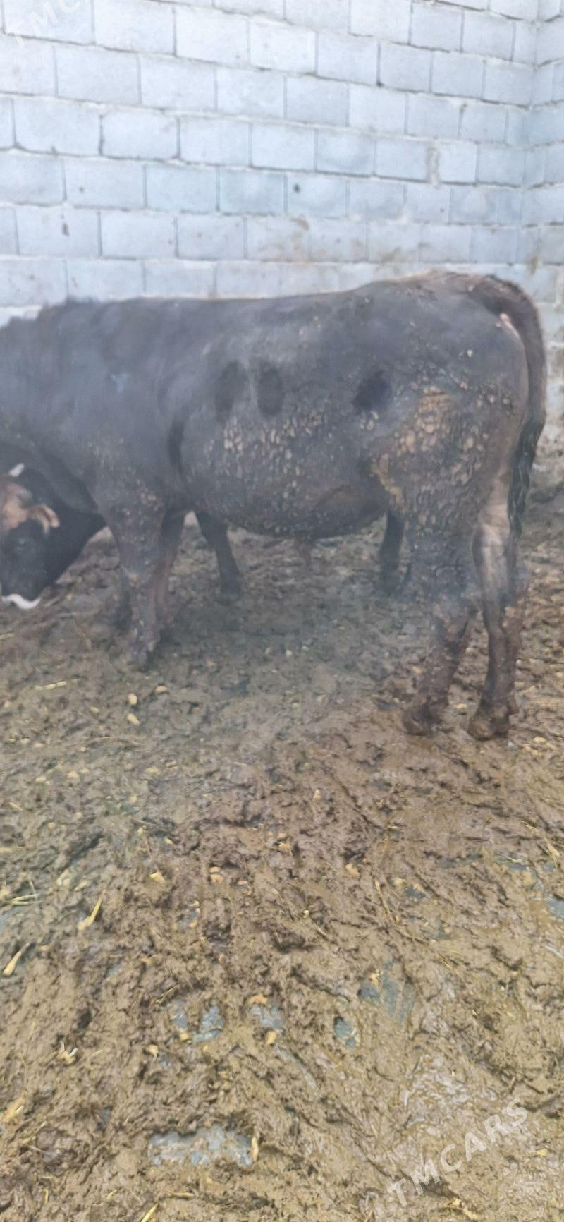 okuz - Бахарден - img 1