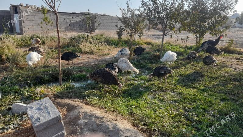 induk - Gökdepe - img 2