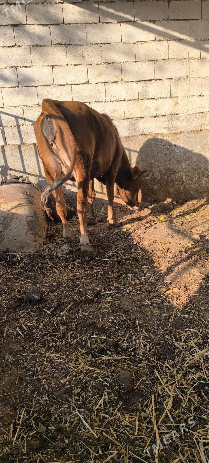 BOGAZ TÚWE - Çoganly - img 4