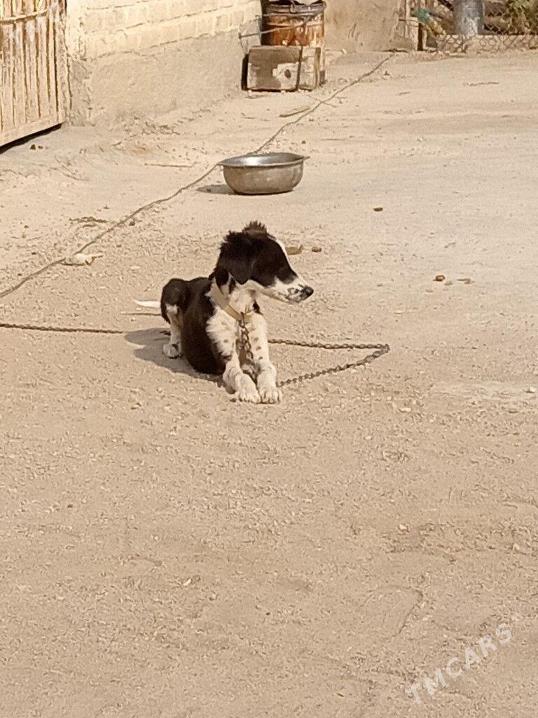 Tazy - Балканабат - img 4