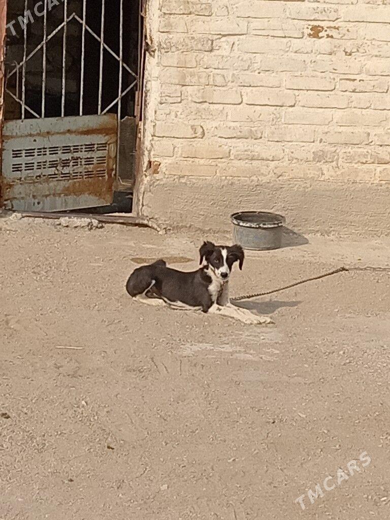 Tazy - Балканабат - img 1