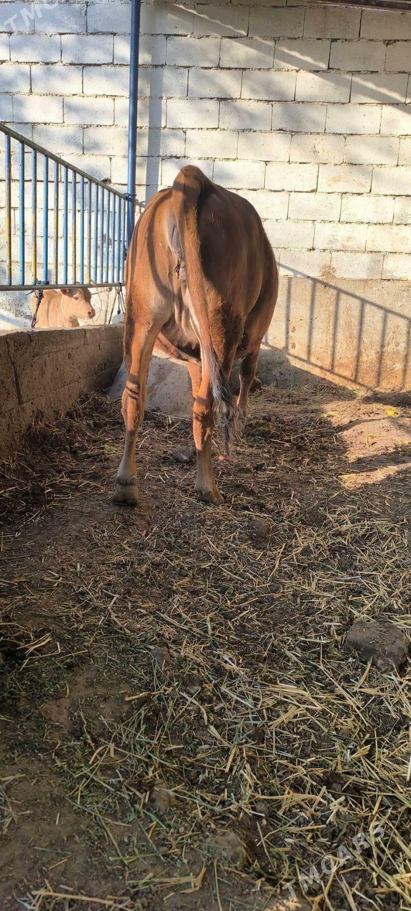 BOGAZ TÚWE - Çoganly - img 2