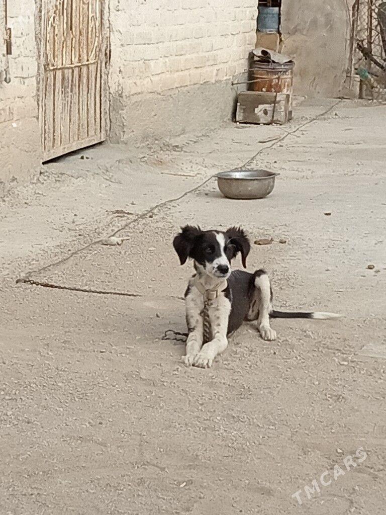 Tazy - Балканабат - img 2