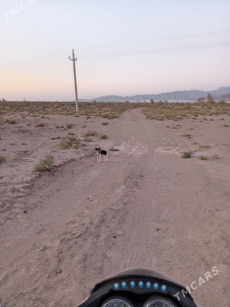 Tazy - Балканабат - img 3