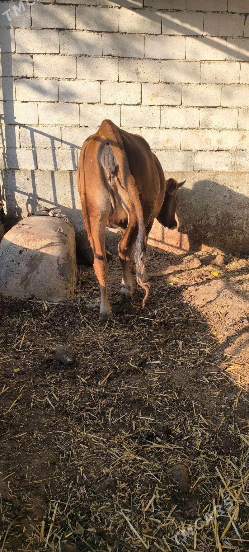 BOGAZ TÚWE - Çoganly - img 3