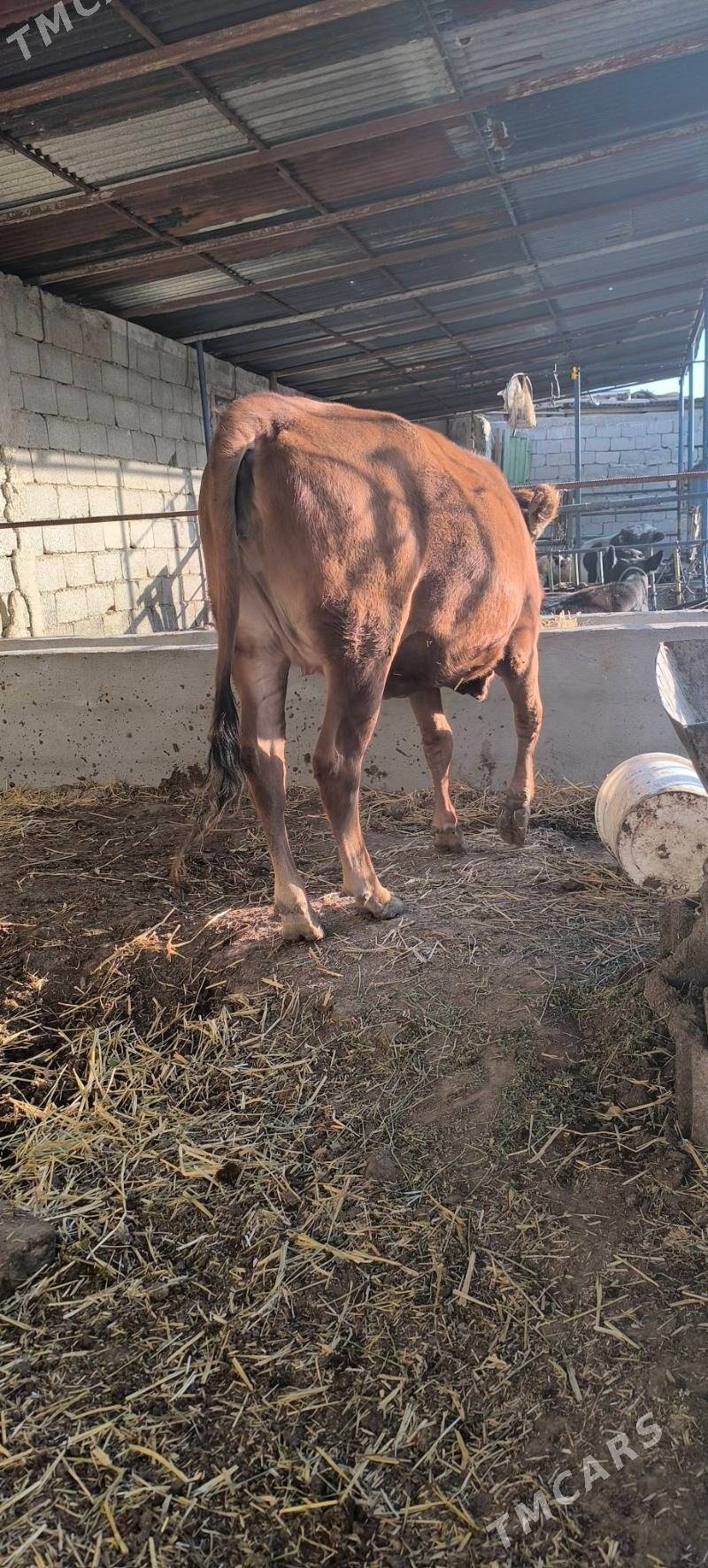 BOGAZ TÚWE - Çoganly - img 9