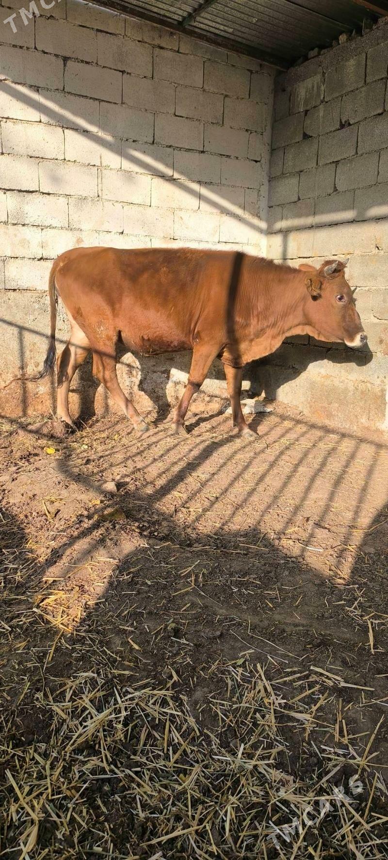 BOGAZ TÚWE - Çoganly - img 8