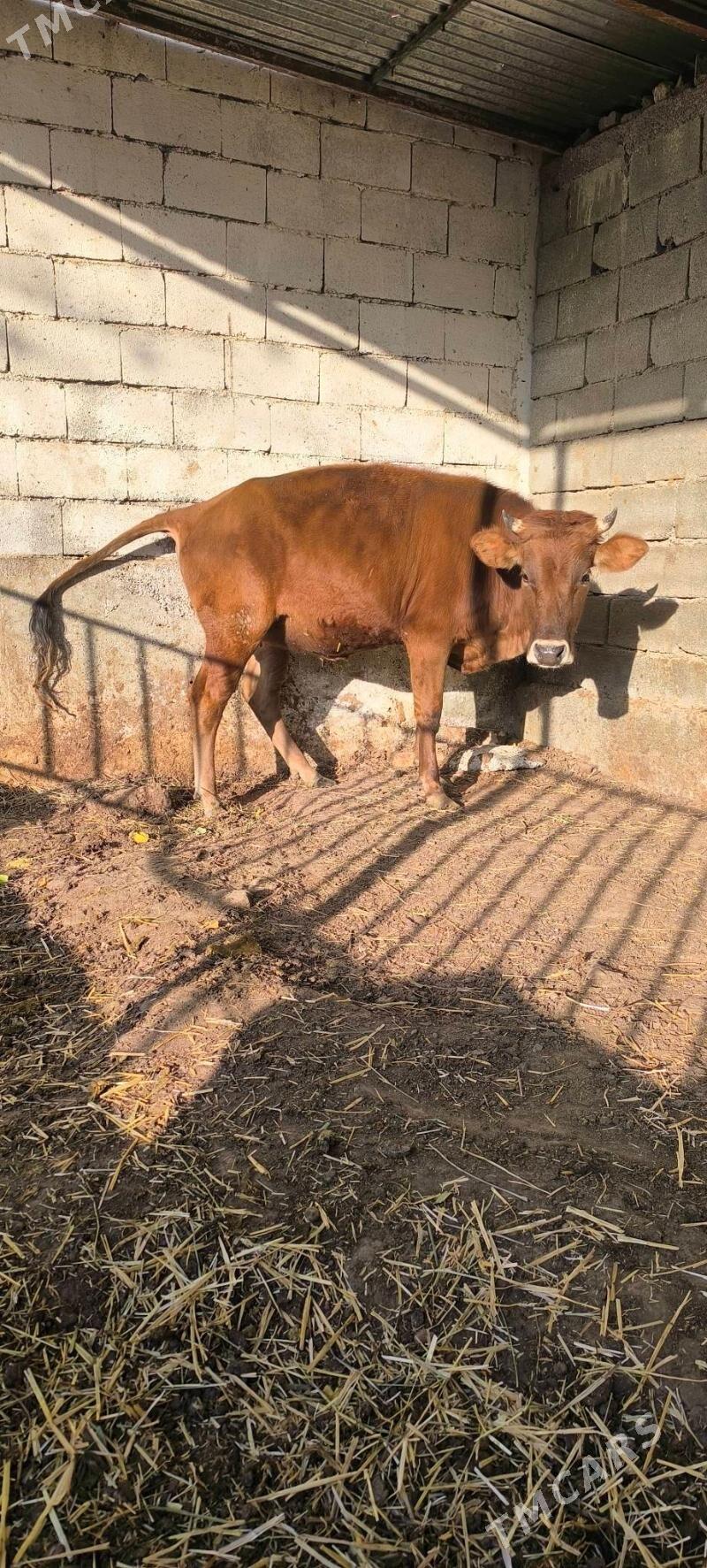 BOGAZ TÚWE - Çoganly - img 5