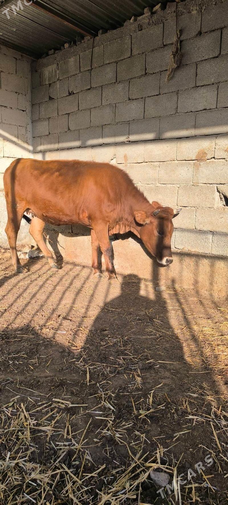 BOGAZ TÚWE - Çoganly - img 6