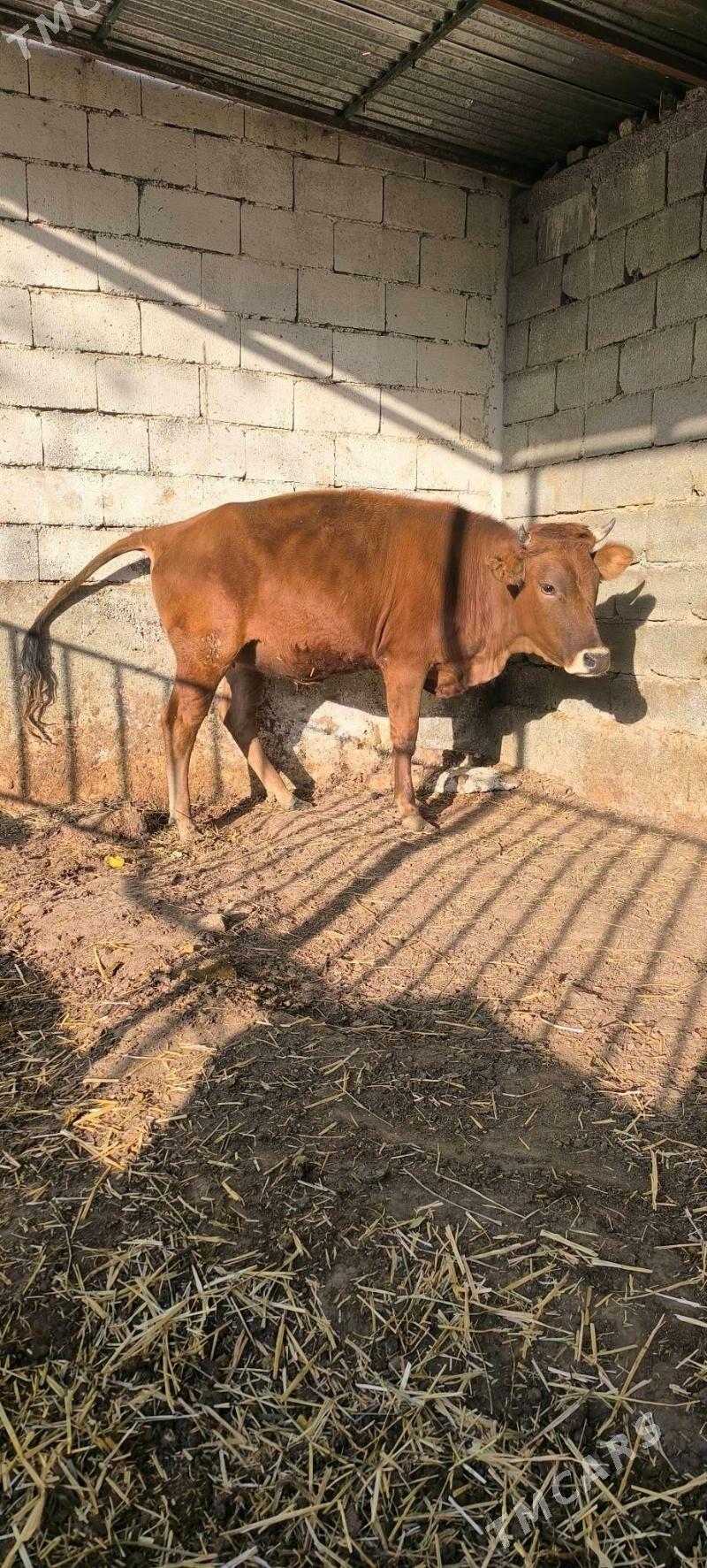 BOGAZ TÚWE - Çoganly - img 7