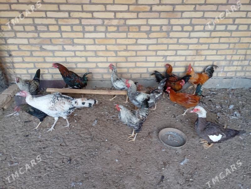 местный хоразлар - Farap - img 4