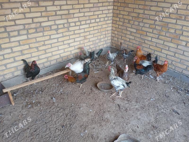 местный хоразлар - Farap - img 2