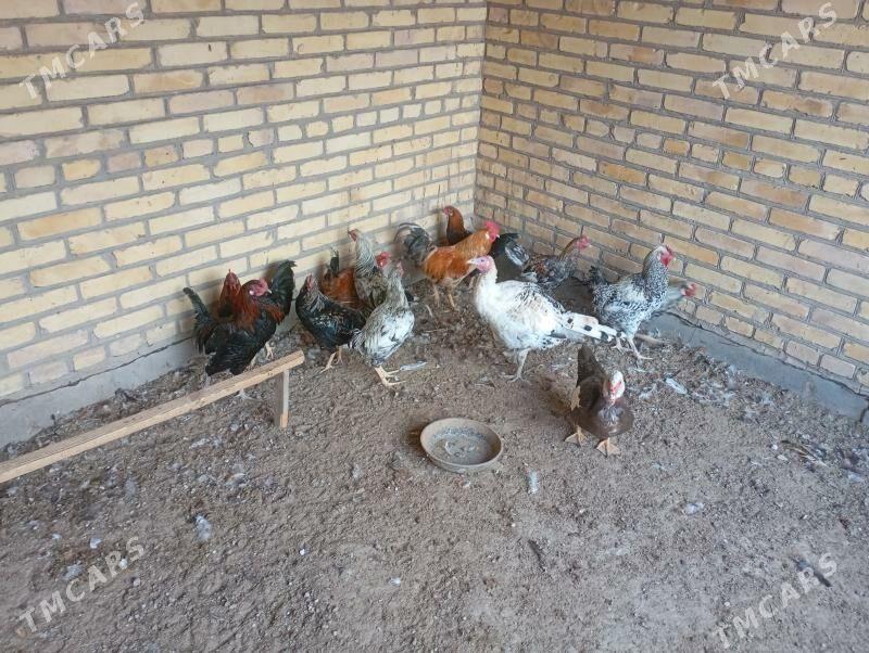 местный хоразлар - Farap - img 3