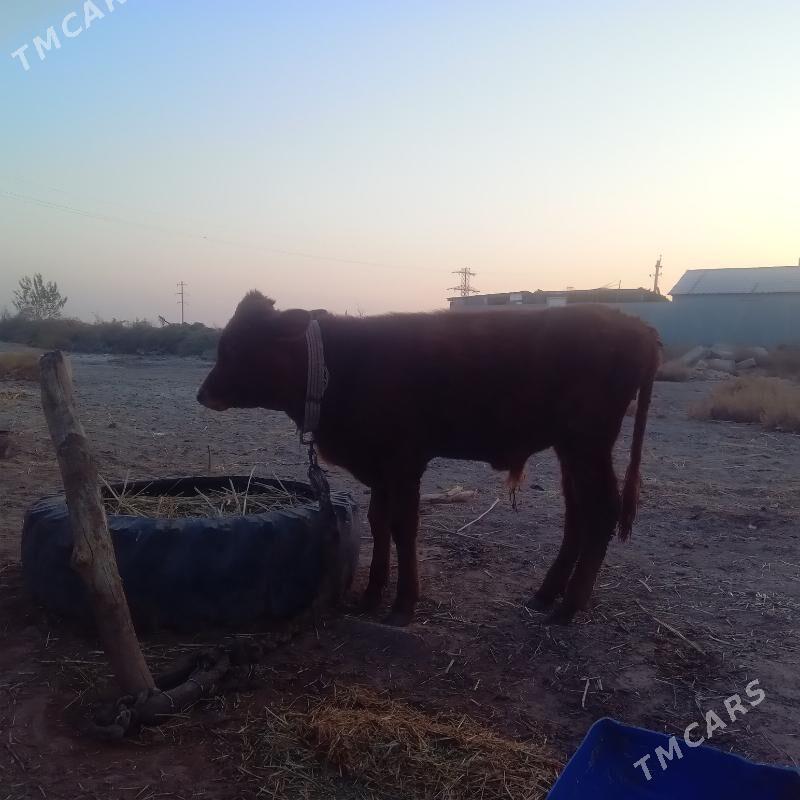 öküz - Бабадайхан - img 2