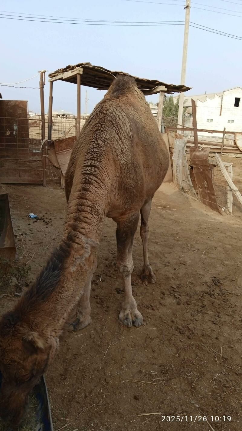 Düye - Esenguly - img 1