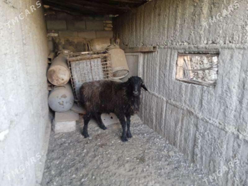 owgan goyun - Gypjak - img 5