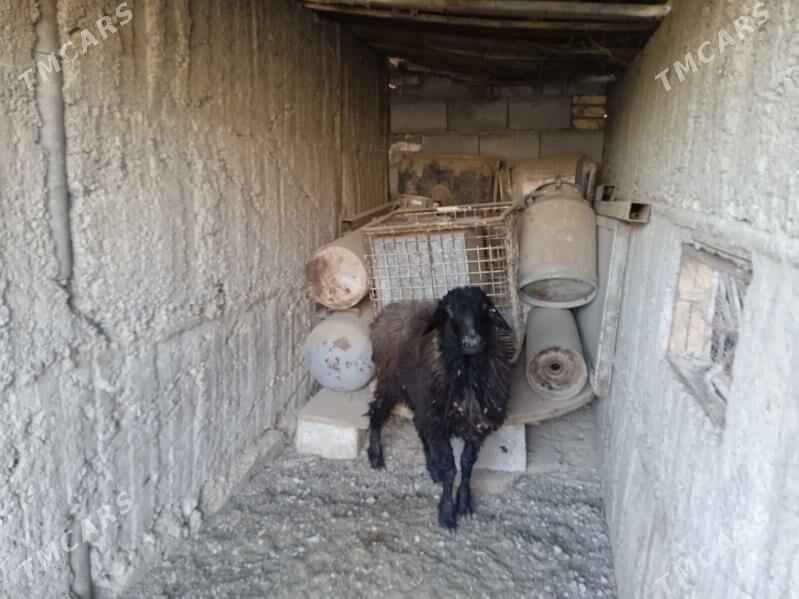 owgan goyun - Gypjak - img 4